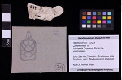 Foto (Objekt + Etiketten) von Culmenformosa sp. (NHMW-GEO-1990-0041-0459)